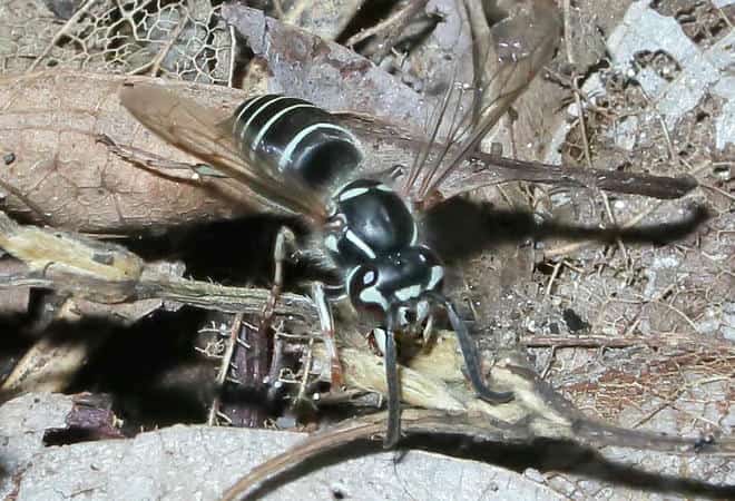 昆虫図鑑・クロスズメバチ